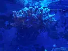 [TodoMarino.com] Stylipora con puntas blancas