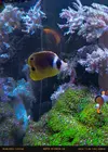 [TodoMarino.com] Chaetodon Lunula