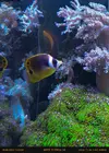 [TodoMarino.com] Chaetodon Lunula