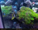 [TodoMarino.com] Chaetodon Lunula