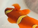[TodoMarino.com] Parasitos intestinales.
