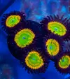 [TodoMarino.com] Venta de Zoas