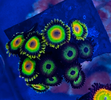 [TodoMarino.com] Venta de Zoas