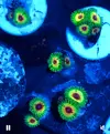 [TodoMarino.com] Venta de Zoas