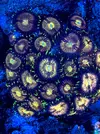 [TodoMarino.com] Venta de Zoas