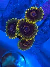 [TodoMarino.com] Venta de Zoas