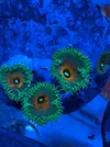 [TodoMarino.com] Venta de Zoas