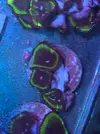 [TodoMarino.com] Venta de Zoas