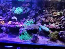 [TodoMarino.com] Desmonto acuario