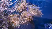 [TodoMarino.com] Anemonas Madrid