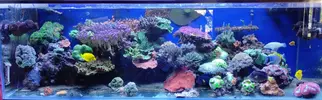 [TodoMarino.com] Conger  REEF