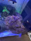 [TodoMarino.com] Vendo roca viva con ricordeas y dos especies de zoas
