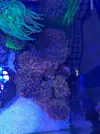 [TodoMarino.com] Vendo roca viva con ricordeas y dos especies de zoas