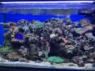[TodoMarino.com] vendo hepatus y veliferum xxl