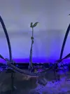[TodoMarino.com] mangle rojo con raíces, hojas y soporte para la urna. 3 unidades. Valdemoro