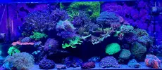 Red Sea 350