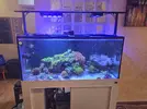 [TodoMarino.com] Acuario marino 130×60×60