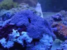 [TodoMarino.com] corales