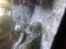 [TodoMarino.com] Explosion de alga filamentosa