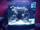 [TodoMarino.com] mixifu reef