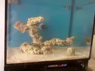 [TodoMarino.com] mixifu reef