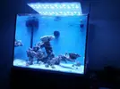 [TodoMarino.com] mixifu reef