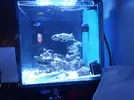 [TodoMarino.com] mixifu reef