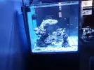 [TodoMarino.com] mixifu reef