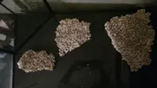 [TodoMarino.com] Nuevo en marino, proyecto 150l+sump desde Valencia.