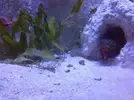 [TodoMarino.com] Mi Camaron mantis