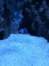 [TodoMarino.com] ¿Tu pez favorito del acuario?
