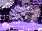 [TodoMarino.com] Acroporas, millepora, stylophora...