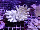 [TodoMarino.com] Acroporas, millepora, stylophora...