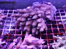 [TodoMarino.com] Acroporas, millepora, stylophora...