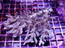 [TodoMarino.com] Acroporas, millepora, stylophora...