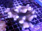 [TodoMarino.com] Acroporas, millepora, stylophora...