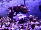 [TodoMarino.com] Acroporas, millepora, stylophora...