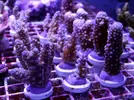 [TodoMarino.com] Acroporas, millepora, stylophora...