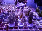 [TodoMarino.com] Acroporas, millepora, stylophora...