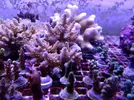 [TodoMarino.com] Acroporas, millepora, stylophora...