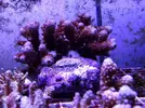 [TodoMarino.com] Acroporas, millepora, stylophora...