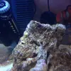 [TodoMarino.com] ¿alga coralina o cynobacteria en mi nano?