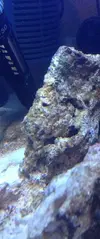 [TodoMarino.com] ¿alga coralina o cynobacteria en mi nano?