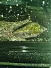 [TodoMarino.com] Ayuda para identificar a este bicho.