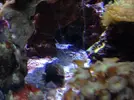 [TodoMarino.com] Que invertebrado es este??