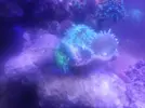 [TodoMarino.com] Ayuda con Coral Elegance