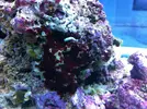 [TodoMarino.com] esto es cianobacteria?