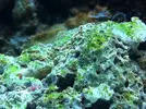 [TodoMarino.com] esto es cianobacteria?