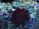 [TodoMarino.com] esto es cianobacteria?