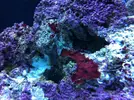 [TodoMarino.com] esto es cianobacteria?